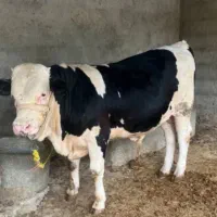 گاوه نر