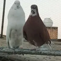 کبوتر کفتر گمشده