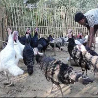 کارگر اتباع (نگهداری و نظافت سالن پرورش بوقلمون)