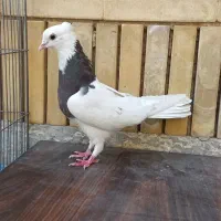 دونه ۲۰۰|پرنده|شیراز, شیشه‌گری|دیوار