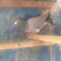 پلاکی مسافتی کدش عراقیه|پرنده|خرمدره, |دیوار