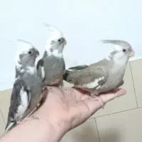 عروس هلندی فول دستی ،قناری نر بخون،قفس، لونه عروس