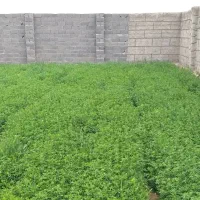 بذر یونجه رنجر اصل،تخم یونجه