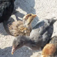 ۲۰ عدد نیمچه مرغ عریی