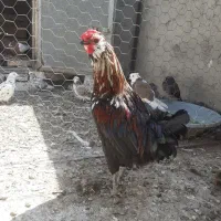 مرغ خروس گلین پنگوئنی|حیوانات مزرعه|اردبیل, |دیوار