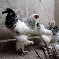 نیمچه خروس برهما لایت رومانی ، امپراطور ، امپراتور|حیوانات مزرعه|ساری, |دیوار