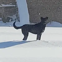 ماده سرابی اصیل|حیوانات|مرند, |دیوار