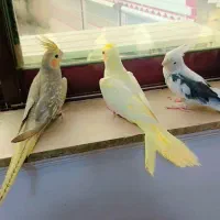 عروس هلندی همشون آرام دستی|پرنده|ماسال, |دیوار