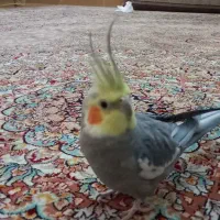 عروس هلندی نر|پرنده|اسلامشهر, مظفریه|دیوار