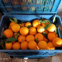 پرتقال تامسون تازه چین مازندران(مجلسی)