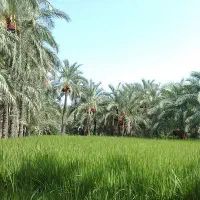 ۱۲ هکتار زمین کشاورزی و ۶ دانگ آب