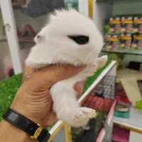 خرگوش مینیاتوری|موش و خرگوش|تهران, سلسبیل شمالی|دیوار