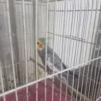 عروس هلندی سینامون