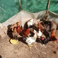 خروس محلی|حیوانات مزرعه|تالش, هشتپر|دیوار