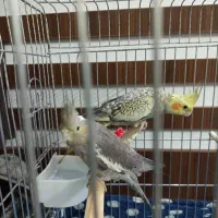 عروس هلندی|پرنده|تهران, مینابی|دیوار