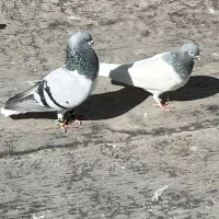 کفتر|پرنده|الوند, |دیوار