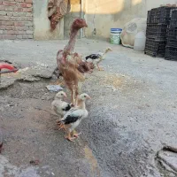 فروش مرغ و خروس لاری نژاد دار