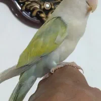 طوطی کوتوله رنگ خاص خشگل فوق العاده دستی سخنگو