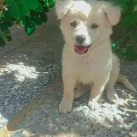 سگ بازی گوش