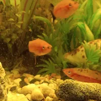 تعدادی ماهی دم شمشیری سواردتل و کت فیش با اکواریوم|ماهی|تهران, مهران|دیوار