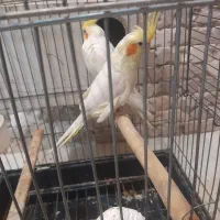 عروس هلندی مولد جوان