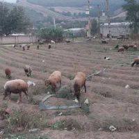 گله گوسفند