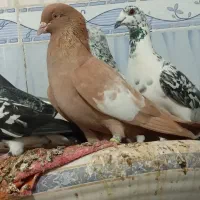 سرگ زرد پلاکی پلاکی|پرنده|برازجان, |دیوار