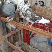 کبوتر پرشی ساعت بالا