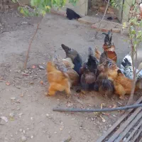 مرغ برهمان|حیوانات مزرعه|مرند, |دیوار