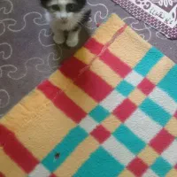 واگذاری گربه