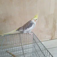 عروس هلندی|پرنده|اصفهان, کارلادان|دیوار