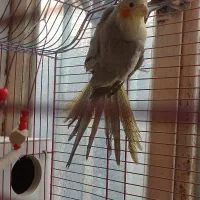 معاوضه نژاد آهویی|پرنده|میناب, |دیوار