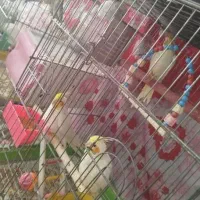 عروس هلندی نر و ماده