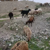 گوسفند وقوچ قره قزل