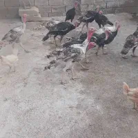 بوقلمون|حیوانات مزرعه|بهبهان, |دیوار