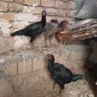 مرغ لاری|حیوانات مزرعه|سرپل ذهاب, |دیوار