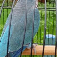 طوطی راهبه بلو اسکای نر سخنگو معاوضه با ملنگو|پرنده|صومعهسرا, |دیوار