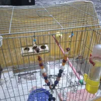 قناری طلای مست مست