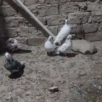 کفتر پرشی|پرنده|شهریار, شهرک وائین|دیوار