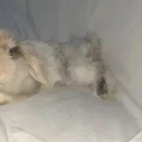 خرگوش نژاد لوپ نر دستی به فروش میرسد