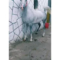 کره مادیون مشگی|اسب و تجهیزات اسب‌سواری|بوئین زهرا, |دیوار