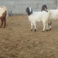 3عددتوقلی و3عددبزغاله ماده گوسفند|حیوانات مزرعه|گرگان, |دیوار