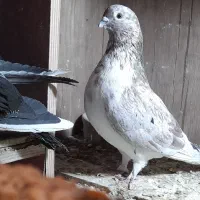 فروش گفتر یا کبوتر|پرنده|پرند, فاز ۵|دیوار