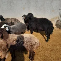 سلام قوچ قرهافشار دو ساله فوق