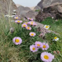 وام ازدواج شما رو خریدارم