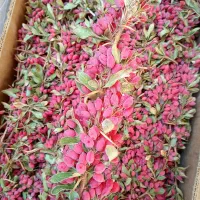 زرشک تازه عمده وکیلویی|خوردنی و آشامیدنی|مشهد, نیزه|دیوار