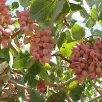 اجاره-باغ-پسته-بویین-زهرا