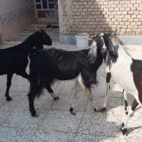 ۳راس بز ماده ابستن|حیوانات مزرعه|اهواز, اسماعیلیه|دیوار