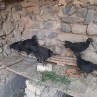 جوجه مرغ و خروس ایام سمانی،بوقلمون بوربون|حیوانات مزرعه|تهران, امام زاده عبدالله|دیوار