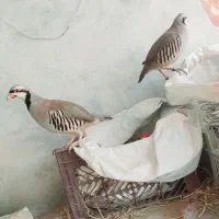 فروش مرغ خروس